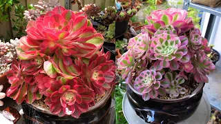 Growing Beautiful Aeonium Pink Witch | Soil, Cuttings & Potting | Growing Succulents with LizK