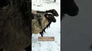 Романовские овцы I Доступны для заказа