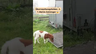 Überraschungsfohlen 1. Mal im Anhänger 😱🐴