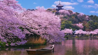 Relaxing Music in Japan + Relaxing Water Sounds - Ambience, Positive Energy, Background Music