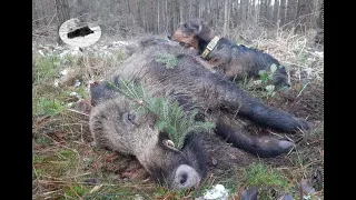 Hunting in January 2021. Searching for wounded wild boar