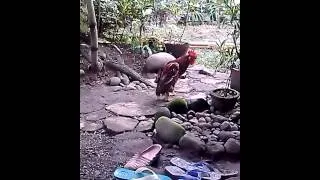 The Walking Chicken