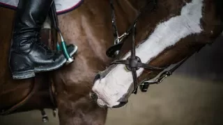Hymn For The Weekend || Equine Edit