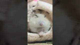 Funny and Cute Hamsters Video Compilation