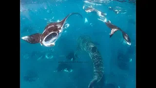 Hanifaru Bay - Baa Atoll - Maldives 2018 - whale sharks & manta rays