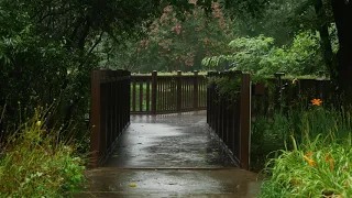 8 Hours soothing rain sound for sleeping on the green forest park