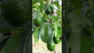 AVOCADO FRUIT 🥑 #yummy #abocado #fruit #shorts #shortvideo #short #fyp #trend #viral #splitfruit