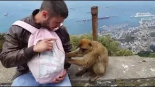 Monos de Gibraltar robando y atacando a los turistas