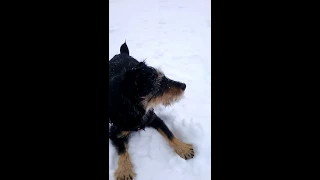 Jagdterrier hat Spaß im Schnee / funny little terrier enjoying the snow