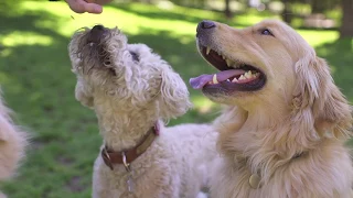 Socializing and Feeding Dogs with Experts from Purina | Pet  and Animal | Tractor Supply Co.