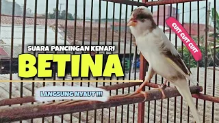 PANCINGAN Kenari BETINA Cuit Cuit || MASTRERAN Kenari PAUD Agar Cepat Bunyi #3