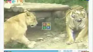 Young Lioness vs Male Bengal ( Tiger submits)