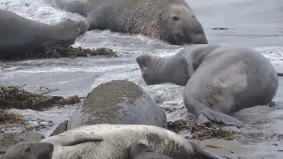 Elephant seals at the rookery - San Simeon, January 2022