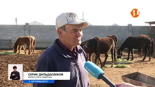 Фермерам в Туркестанской области негде пасти скот