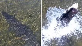 Crocodile Attempts To Attack Drone