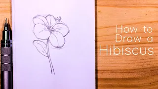 How to Draw a Hibiscus Flower : Step by Step for Beginners