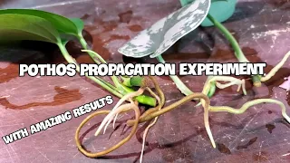 Does Adding Pothos To Other Water Propagations Help Them Root?! | WITH AMAZING RESULTS