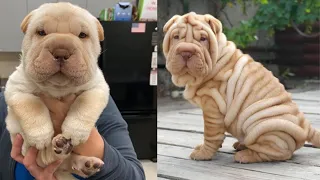 😍 Cute is Not Enough - Super cute shar pei Puppies in the World – Puppy love 2020