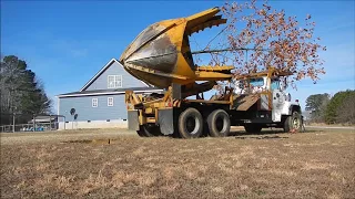 Moving My Childhood Tree