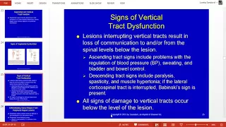 Chapter 13 Lecture Part 2 Effects of Spinal Cord Lesions