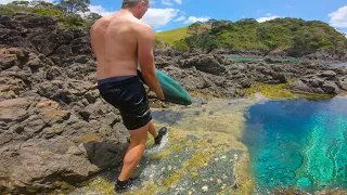 PUTTING HUGE FISH IN CRYSTAL CLEAR TIDE POOL!