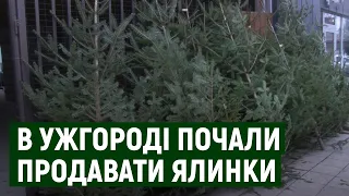 Від 250 гривень за двометрову: в Ужгороді почали продавати живі ялинки