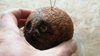 Как вырастить пальму из кокоса.  Часть 1.