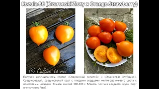 Все томаты из серии KOZULA (Часть 4; Kozula 83-100)