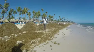 Водоросли на пляже в Доминикане