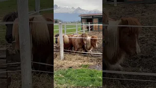 The kid accompanies his adorable pony to the paddock