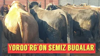 Yorqo‘rg‘on bozor semiz buqalar bozori