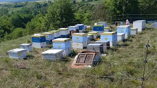 Τα Μελίσσια Στις Ακακίες λίγο πριν Τον Τρίγο   7/5/2024