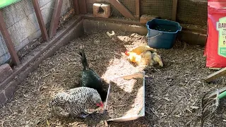 My chickens take their dirt bath every day in the afternoon