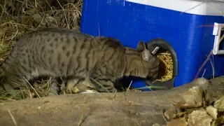 Utah Man Creates 'Cat Coolers' to Help Feral Cats Escape Winter Cold