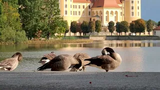 Schloss Moritzburg | 4K