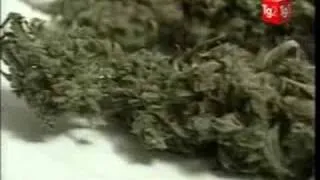 La cannabis