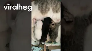 Nursing Kittens Argue Over Milk Supply || ViralHog