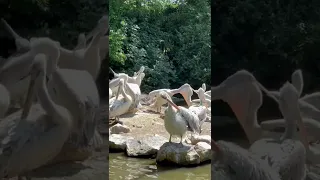 Pelican eats other pelican