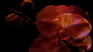 Mind Flowers - Ultimate Spinach 1968 - Music Video (short version) Psychedelic Rock, Trippy Visuals