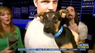 Animal Shelter Donation Interview With BSB - Las Vegas Now