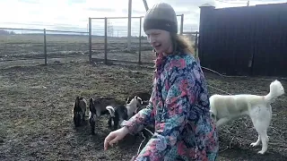 Уроки пастушки🐐Время полевых работ 🤠Щеночки🐕 Тестирование покупок