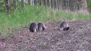 Wild Scottish Badgers: three cubs on their first trip out by themselves.