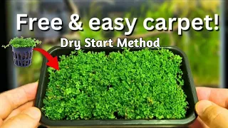 Mastering the Dry Start Method: A Step-by-Step Guide to Growing Monte Carlo Plants