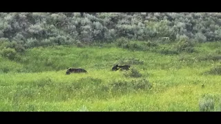 Grizzly Bear Cub catches up to Mamma Bear and sibling in Yellowstone to go across road.