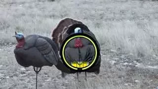 Turkey Anatomy and Proper Arrow Placement