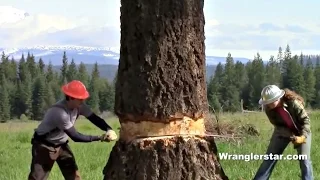 Felling Giant Tree With Crosscut Saw