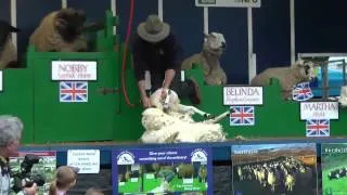 How to Shear a Sheep Herts Show 2012