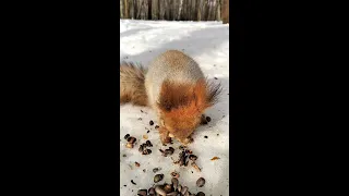 Больной и несчастный бельчонок / A sick and unhappy squirrel
