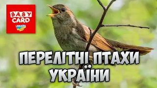 Двадцять перелітних птахів України та їх спів. Дітям про перелітних птахів