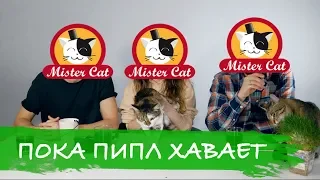 Мистер Макс – шеф-повар Mister Cat??